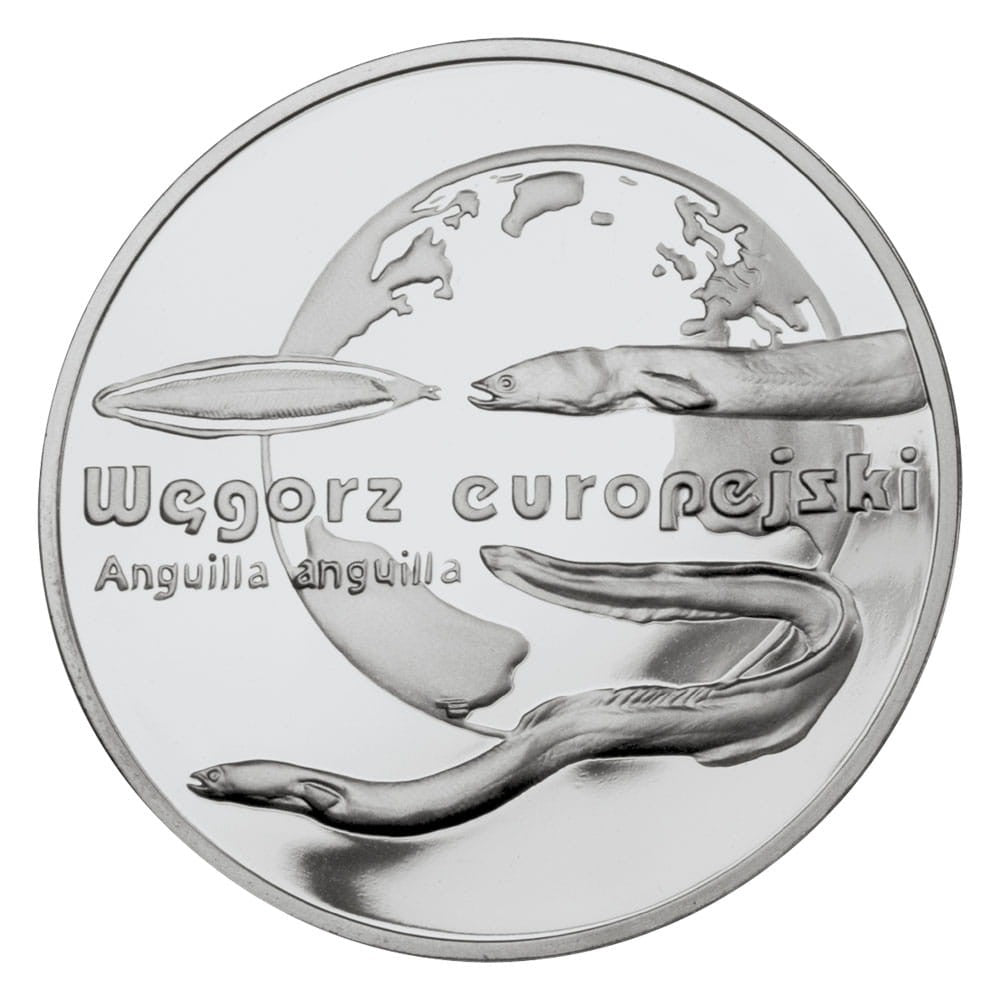 20 zł / 2003 r. - Węgorz europejski